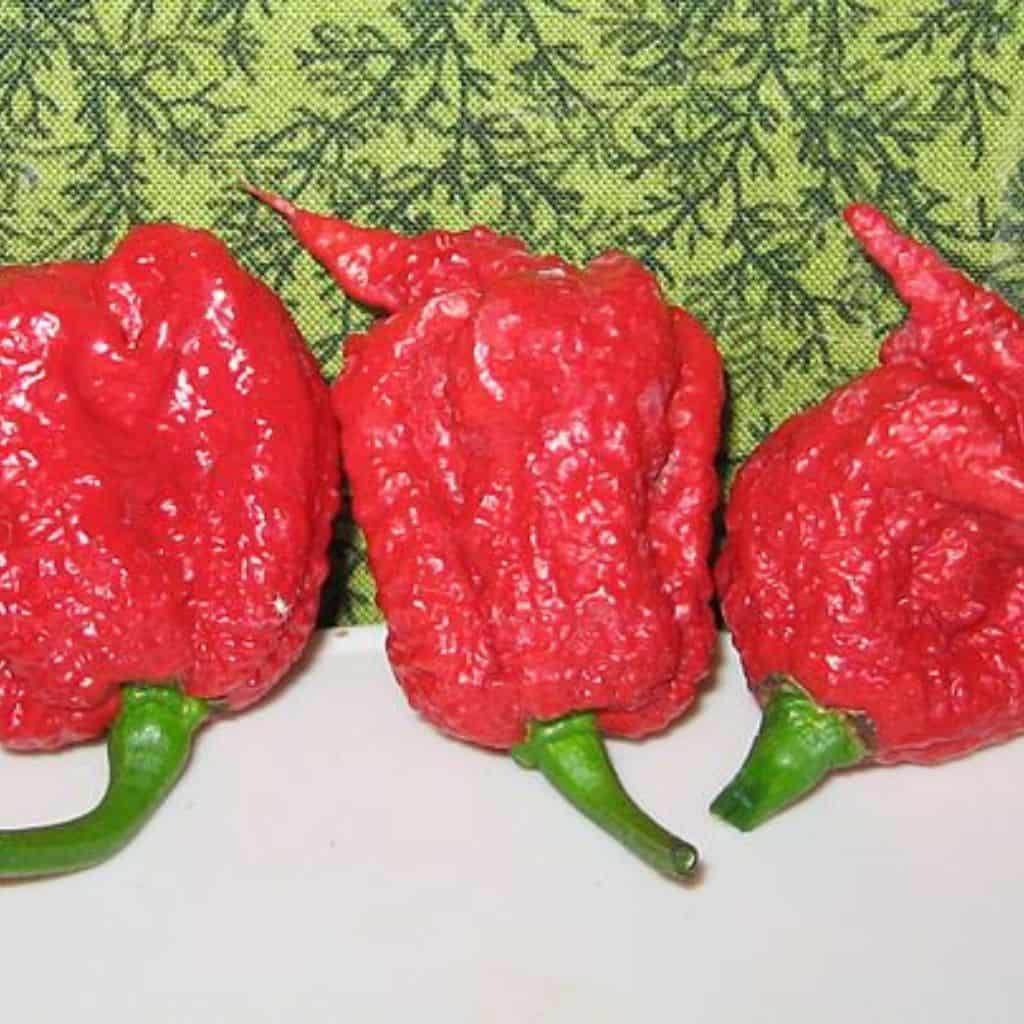 Carolina Reaper