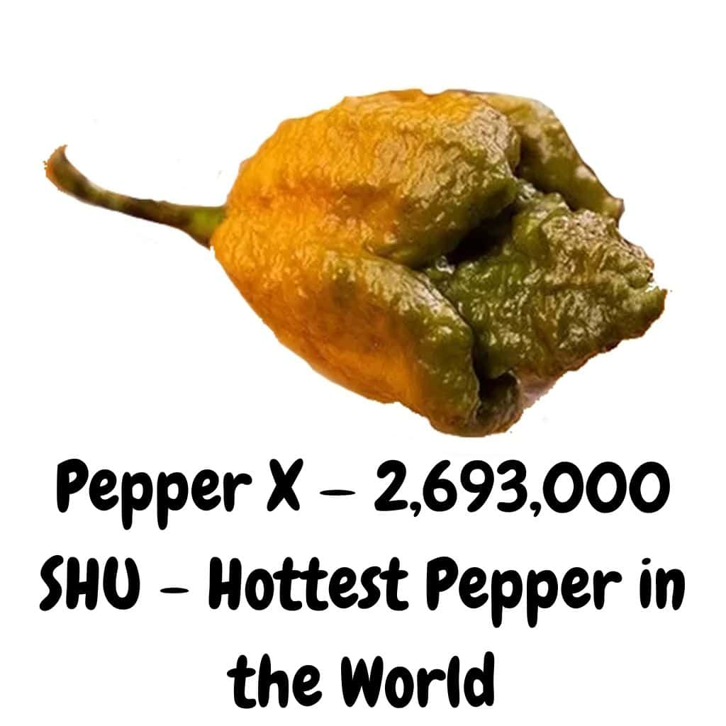 Pepper X hottest pepper in the world