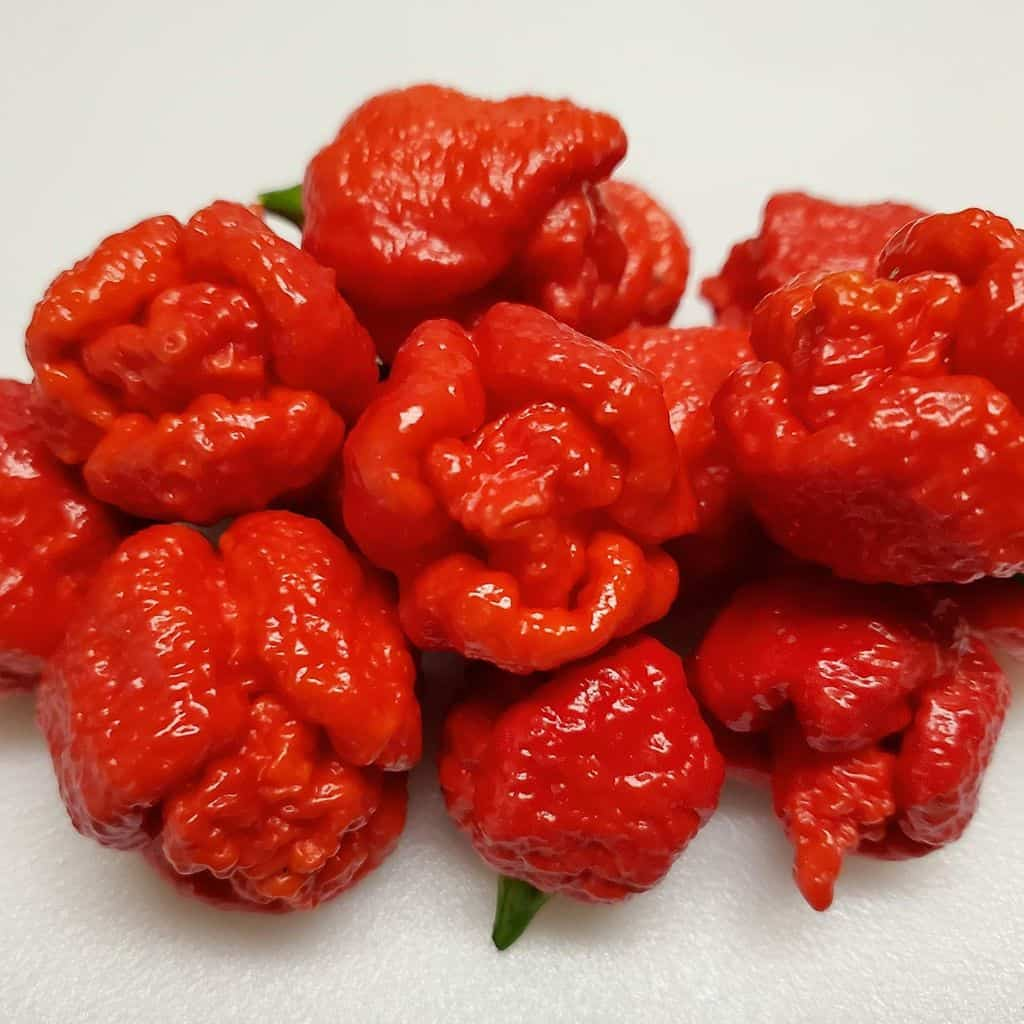 Trinidad Moruga Scorpion Pepper