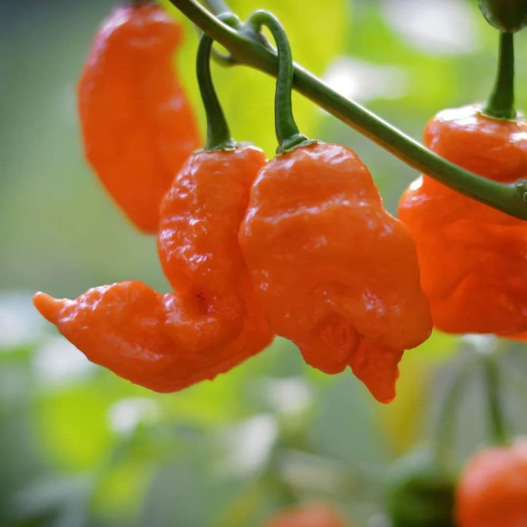 Trinidad Scorpion Butch T Pepper